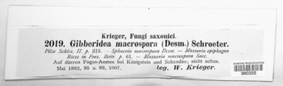 Asteromassaria macrospora image